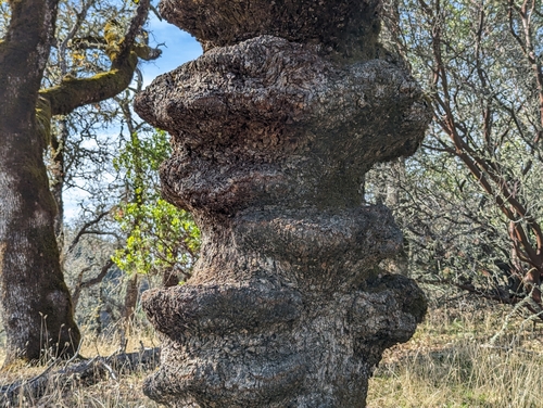 Quercus douglasii (blue oak) (alternate view 9)