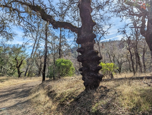 Quercus douglasii (blue oak) (alternate view 10)