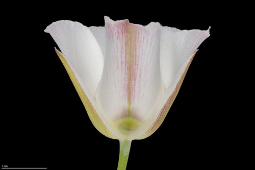 Calochortus nuttallii (Sego Lily) (alternate view 3)