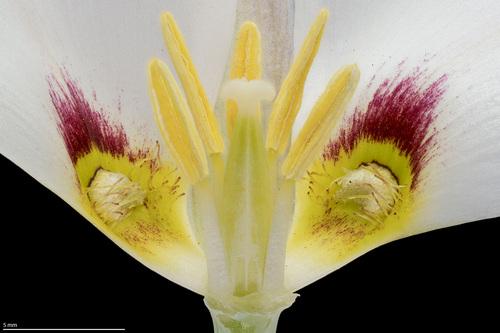 Calochortus nuttallii (Sego Lily) (alternate view 5)