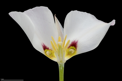 Calochortus nuttallii (Sego Lily) (alternate view 4)