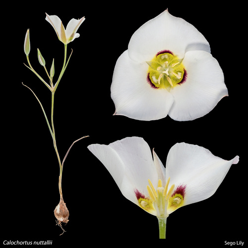 Calochortus nuttallii (Sego Lily) (alternate view 2)