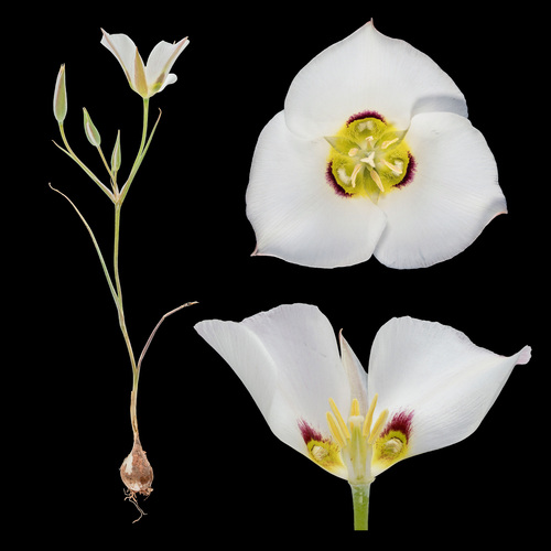 Calochortus nuttallii (Sego Lily)