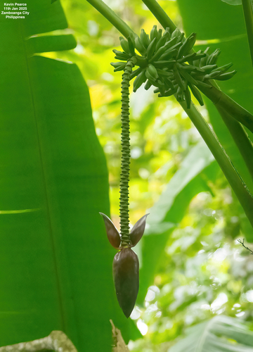 Musa textilis (abacá, Manila hemp) (alternate view 2)