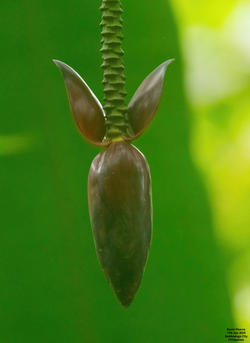 Musa textilis (abacá, Manila hemp) (alternate view 4)