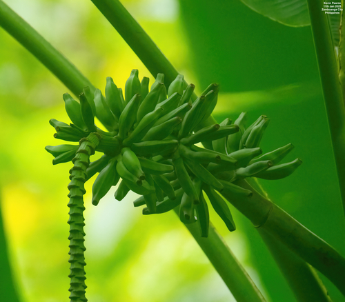 Musa textilis (abacá, Manila hemp) (alternate view 5)