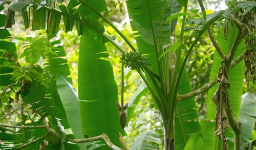 Musa textilis (abacá, Manila hemp) (alternate view 3)