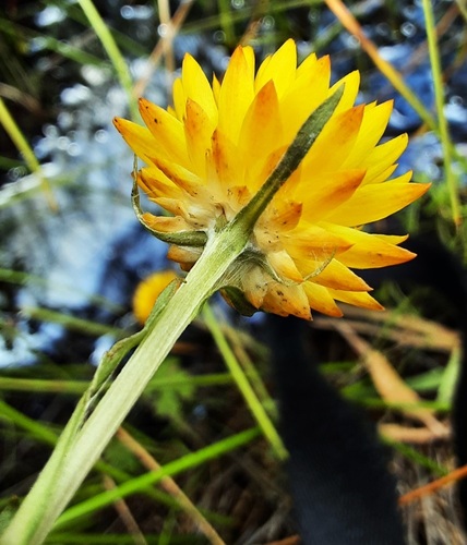 Xerochrysum (alternate view 8)