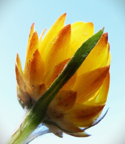 Xerochrysum (alternate view 12)