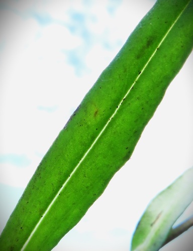 Xerochrysum (alternate view 10)
