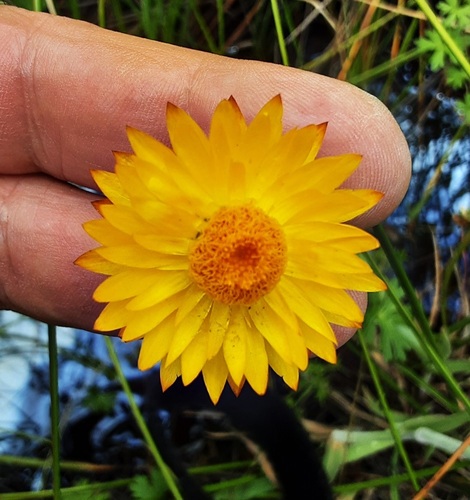 Xerochrysum (alternate view 9)