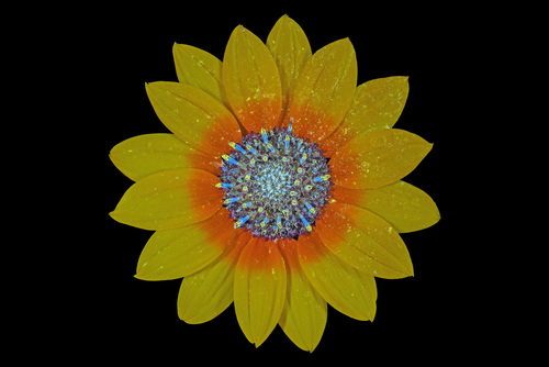 Helianthus petiolaris (prairie sunflower) (alternate view 8)