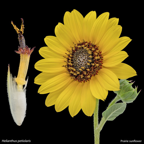 Helianthus petiolaris (prairie sunflower) (alternate view 6)