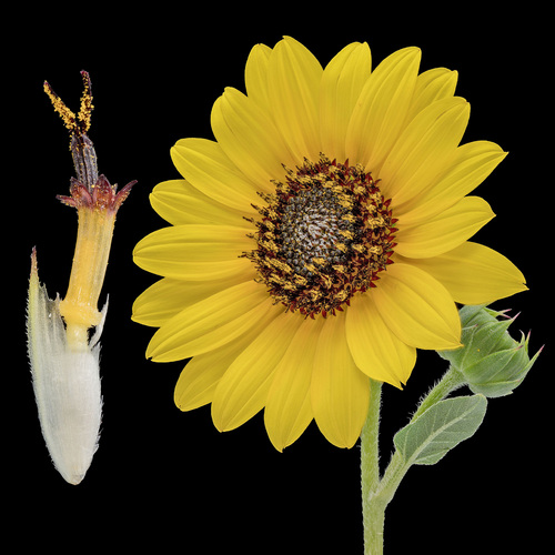 Helianthus petiolaris (prairie sunflower) (alternate view 5)
