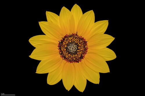 Helianthus petiolaris (prairie sunflower) (alternate view 7)
