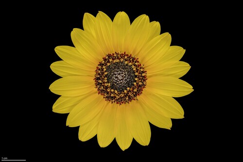Helianthus petiolaris (prairie sunflower) (alternate view 9)