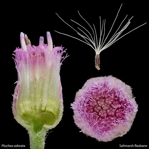 Pluchea odorata (marsh fleabane) (alternate view 3)