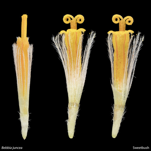 Bebbia juncea (Sweetbush) (alternate view 4)