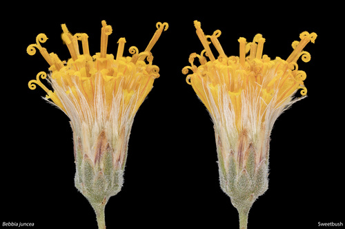 Bebbia juncea (Sweetbush) (alternate view 3)