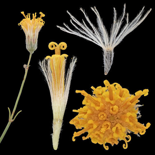 Bebbia juncea (Sweetbush)