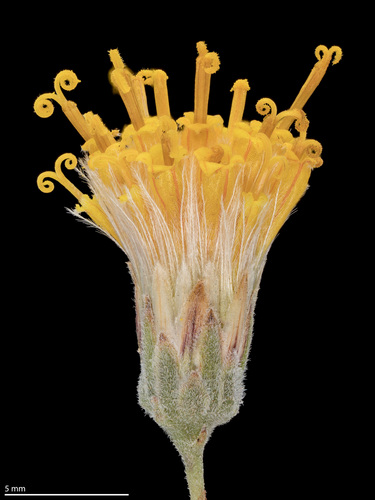 Bebbia juncea (Sweetbush) (alternate view 5)