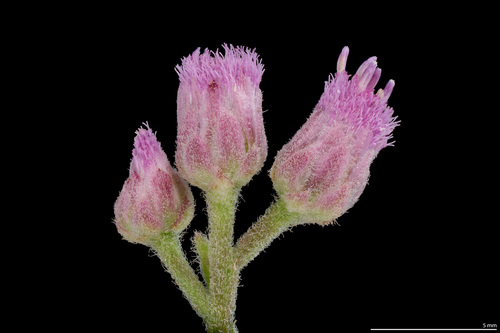 Pluchea odorata (marsh fleabane) (alternate view 4)