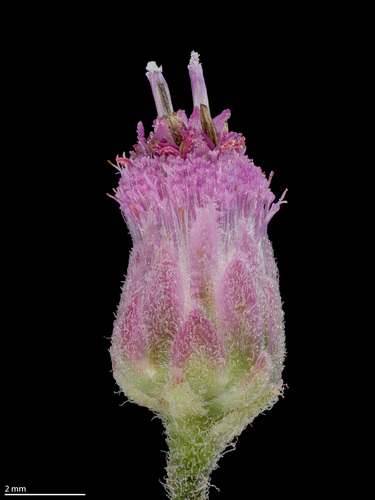 Pluchea odorata (marsh fleabane) (alternate view 5)