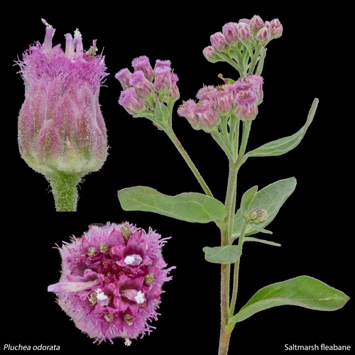 Pluchea odorata (marsh fleabane) (alternate view 2)