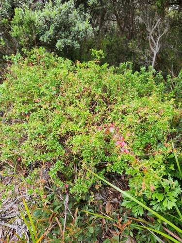 Gonocarpus teucrioides (Raspwort) (alternate view 4)