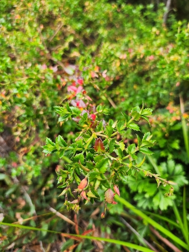 Gonocarpus teucrioides (Raspwort) (alternate view 5)