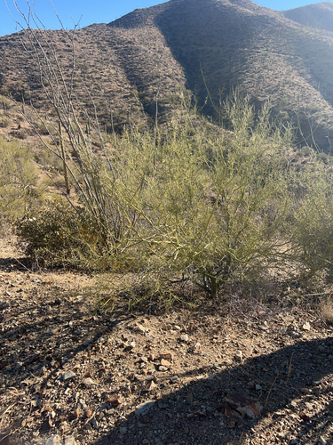 Parkinsonia microphylla (little-leaved palo verde) (alternate view 5)