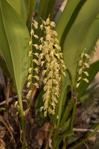 Stelis (Leach Orchids) (alternate view 5)
