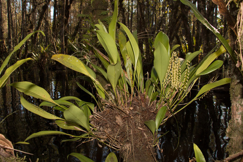 Stelis (Leach Orchids) (alternate view 4)