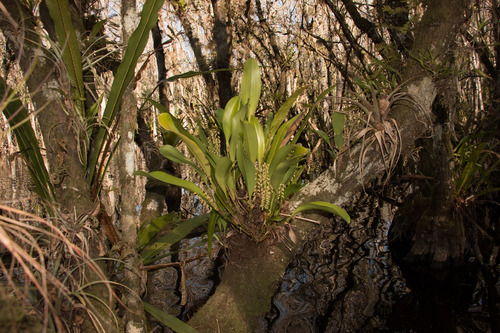 Stelis (Leach Orchids) (alternate view 3)