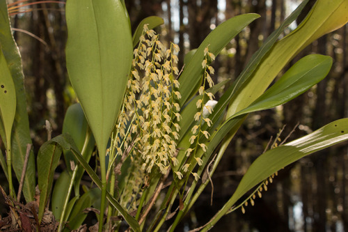 Stelis (Leach Orchids) (alternate view 2)