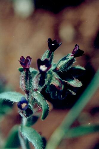 Anchusa (Alkanets) (alternate view 5)