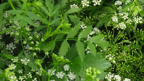Berula erecta (cutleaf water parsnip)