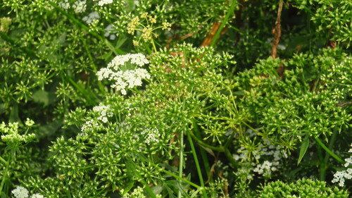Berula erecta (cutleaf water parsnip)