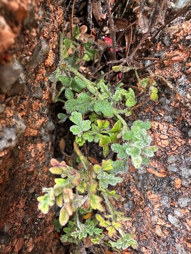 Xanthosia pilosa (Woolly Xanthosia) (alternate view 3)
