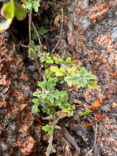 Xanthosia pilosa (Woolly Xanthosia) (alternate view 4)