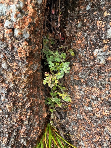 Xanthosia pilosa (Woolly Xanthosia) (alternate view 5)