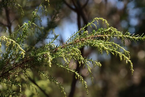 Cassinia sifton (Sifton Bush) (alternate view 4)