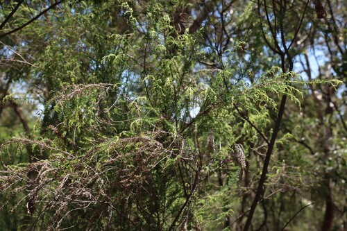Cassinia sifton (Sifton Bush) (alternate view 5)