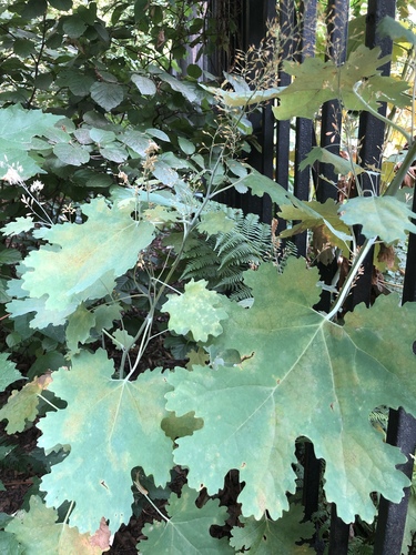 Macleaya cordata (plume poppy) (alternate view 5)