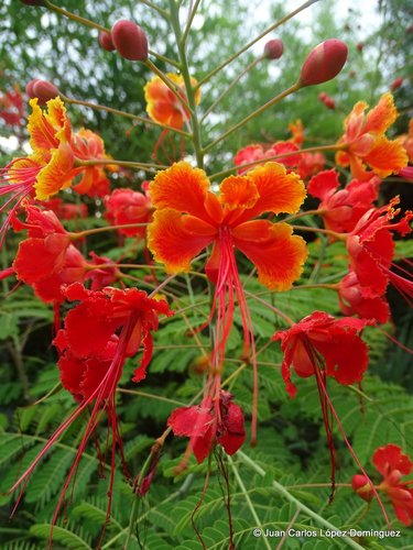 Caesalpinia pulcherrima (peacock flower)