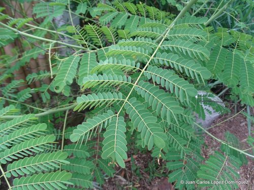 Caesalpinia pulcherrima (peacock flower)