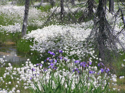 Iris setosa (Beachhead Iris) (alternate view 4)