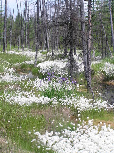 Iris setosa (Beachhead Iris) (alternate view 5)