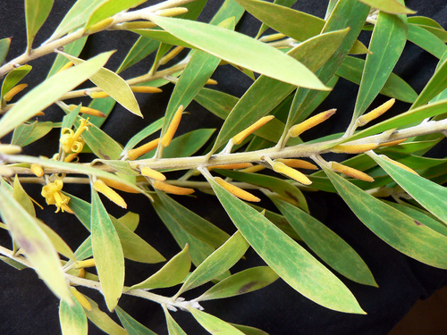 Persoonia lanceolata (Lance-leaf Geebung) (alternate view 5)
