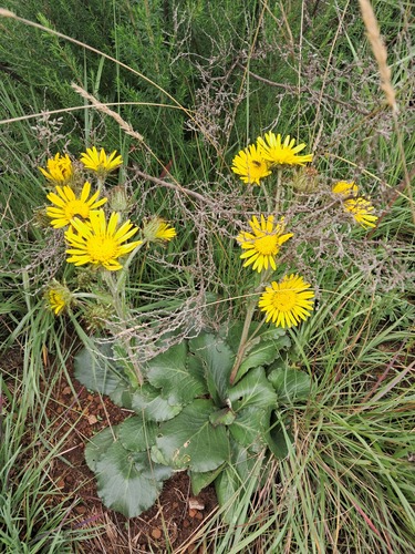 Berkheya (African Thistles) (alternate view 9)